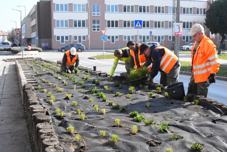 Tizenegyezer tő évelőt ültetnek a Rákóczi úti zöld sávba a Városgondnokság kertészei